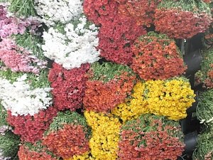 Приближение Дня Народного единства цветоводы Севастополя отметили Парадом хризантем