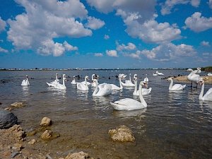 Экопарк в Евпатории: быть или не быть?