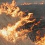 В РФ запретили сжигать сухую траву