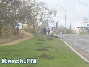 В Керчи по шоссе Героев Сталинграда высаживают деревья