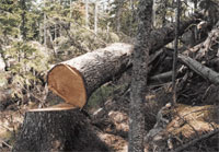 Ответственность за незаконную рубку лесных насаждений