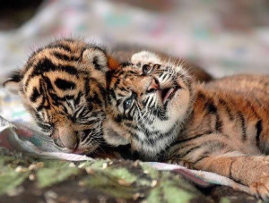 В крымском зоопарке «Тайган» из-за отсутствия энергоснабжения замерзают животные