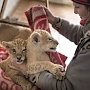 Замерзающим животным в парк львов «Тайган» привезли новый генератор
