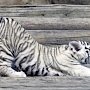 Бенгальский тигрёнок замёрз насмерть в зоопарке Ялты