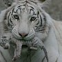 В ялтинском зоопарке замерз детеныш Тигрюли