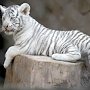 В «Сказке» умер второй белый тигрёнок