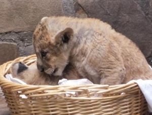 В ялтинский зоопарк, где погибли двое тигрят вернулось тепло