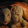 Поклонская потребовала проверить информацию о гибели третьего тигренка в «Сказке»