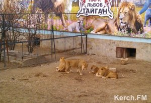 Зоопарк Уфы готов принять животных из крымских парков, закрытых в знак протеста