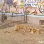 Зоопарк Уфы готов принять животных из крымских парков, закрытых в знак протеста