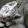 В зоопарке «Сказка» умер третий тигренок