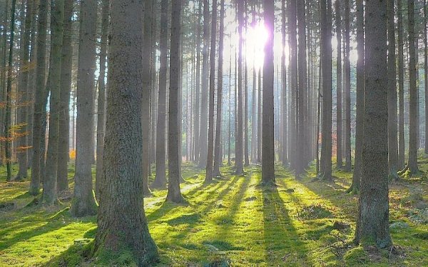 В.И. Кашин прокомментировал принятые Госдумой изменения в Лесной кодекс РФ