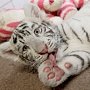 Эксперты установили, от чего умерли тигрята-альбиносы в Крыму