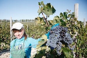 В Крыму к уборке винограда желают привлекать студентов