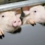 Иванов: крымские фермеры пытаются скрыть падеж свиней из-за АЧС