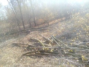 В Джанкойском районе полицейскими пресечен факт незаконной рубка лесных насаждений