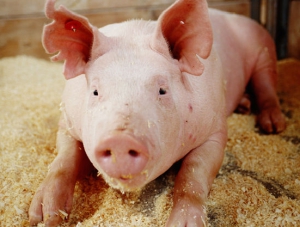 Свыше полутора тысяч голов свиней уничтожат в Раздольненском районе