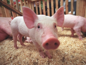 Янаки: из-за вспышки чумы свиней весь Крым может стать зоной карантина