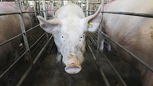 В Керчи будут круглосуточно контролировать торговлю продуктами из-за эпидемии африканской чумы свиней