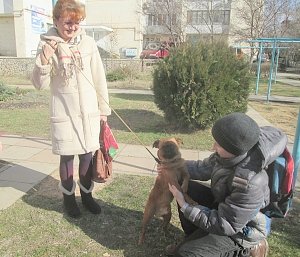 Добрый гриффон пти-брабансон