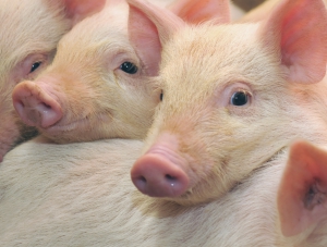 Наталья Поклонская потребовала остановить уничтожение свиней в Крыму