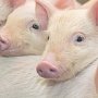 Наталья Поклонская потребовала остановить уничтожение свиней в Крыму