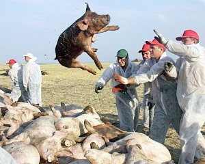 Поклонская вступилась за крымских свиней