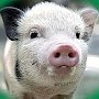 На сожжённых свиней Крым потратит 60 млн.
