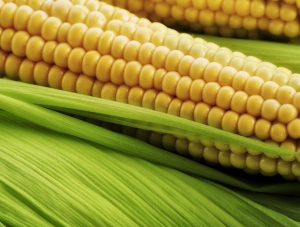 РФ ввела запрет на ввоз американской кукурузы и сои
