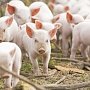 Почти все крымские фермеры получили компенсацию за изъятое свинопоголовье