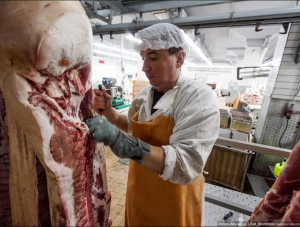 Иванов: мясо зараженных свиней не пойдет на колбасу