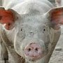 Свиней в Крыму продолжают уничтожать. Гуманным методом
