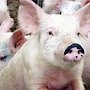 В Крыму африканская чума свиней перекинулась на Сакский район