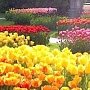 65 тысяч тюльпанов: Никитский ботанический сад готовится к весне