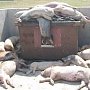 Жители Чистенького возмущены усилившейся вонью с местной свинофермы