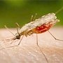 В Крыму отмечена высокая опасность распространения инфекций от укусов клещей и комаров. И болезни Зика также
