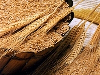 Крымские аграрии реализовали 63 тыс. тонн зерна на 605 млн рублей