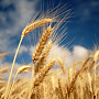 Крымские аграрии продали 63 тыс. тонн зерна через биржу