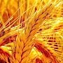 Крым сменил украинские сорта зерновых на российские