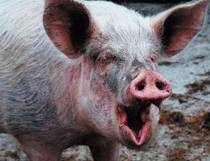 Чума свиней пришла в Крым с севера и забрала свыше 10 тыс голов