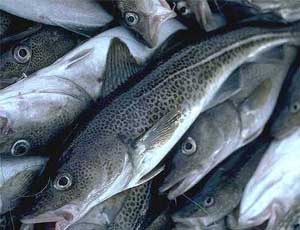 Крымским производителям разрешат самим устанавливать цену на рыбу
