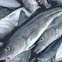 Крымским производителям разрешат самим устанавливать цену на рыбу