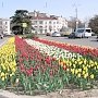 На площади Ушакова цветут тюльпаны