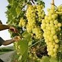 В Крыму посадят более 450 га виноградников и 400 га плодовых деревьев