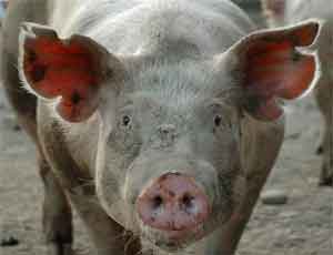 В Крыму сняли карантин по АЧС, но запретили разводить свиней в трёх районах