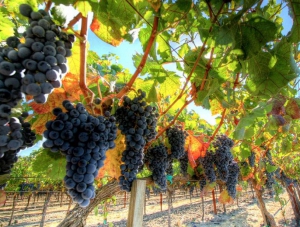 В Крыму заложат 500 гектаров новых виноградников