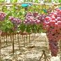 Крым бросает вызов импортным виноматериалам. Под закладку новой лозы выделяются сотни гектаров