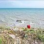 В Крыму предупреждают туристов: за букетик полевых цветов можно переехать из санатория в СИЗО