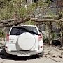В центре Симферополя рухнувшее дерево придавило автомобиль