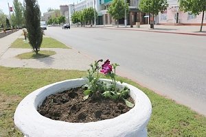 В Керчи вандалы выкопали цветы из клумб